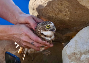 Rehabilitated Burrowing Owl Finds New Home in Goleta